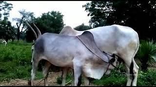 kangeyam cows | kangeyam calf