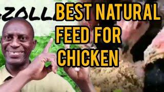 Best Natural Feed for Poultry Chicken Growth and Weight with AZOLLA Plant | Ultimate Poultry Secret