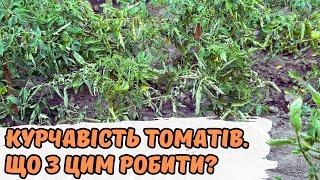 Курчавість томатів  Що з цим робити?