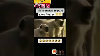 Mere bhai par hath uthaya lase bichha duga / monkey funny videos