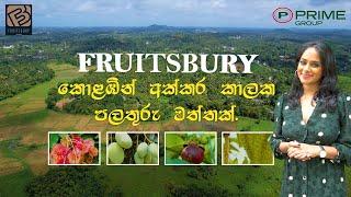 FRUITS BURY ARTIGALA | Lands with Fruits | Lands in Colombo | Prime Lands Fruit Land | Lands Colombo