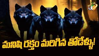 మనిషి రక్తం మరిగిన తోడేళ్ళు ! Wolf attack in Bahraich UP || Planet Leaf