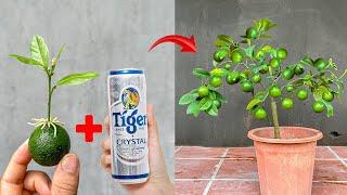 Video SUMMARY OF 3 simple TECHNIQUES for propagating LEMON trees at home to produce fruit quickly