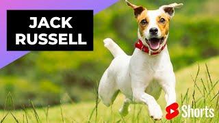 Jack Russell  One Of The Most Popular Dog Breeds In The World #shorts