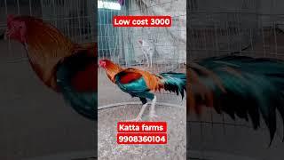 3000 #rooster katta farms sale video sale out 