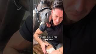 The reason behind the horse licking people #animals #love #shorts