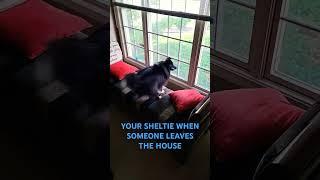 Libby Doesn't Want Dad to Leave #sheltie #dog