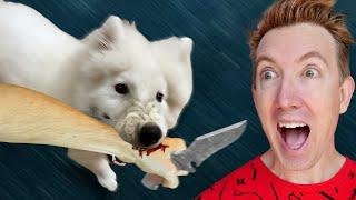 My Puppy Attacked the Thief!