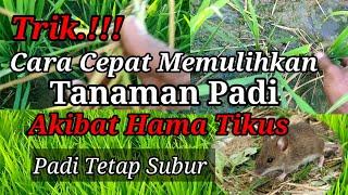 Trik!!!, Agar Padi Tumbuh Subur Akibat Hama Tikus || Hst 60 Hari