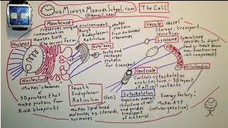 The Cell - One Minute Medical School