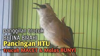 Trucuk BETINA memanggil Jantan Suara Birahi Ngecuplik 100% pancingan trucukan gacor agar BUNYI EMOSI