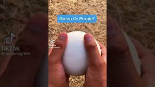 Green or purple?