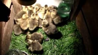 Гусята вылупились,первые сутки жизни.Goslings hatched, the first day of life.