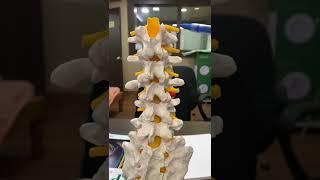 Lumbar #spine brief #anatomy | Spine, Neurosurgery | Doctor Arijit