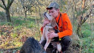 Chasse aux sangliers 23 min d'adrénaline au cœur de la traque !!! 2023/ 2024