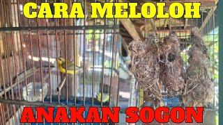 Cara meloloh anakan sogon