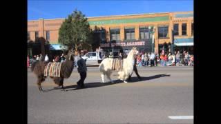 Cedar Livestock & Heritage Festival Sheep Parade 2012