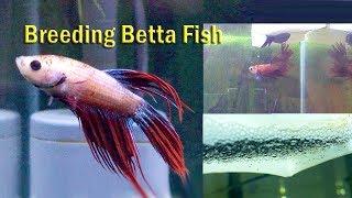 10 Easy Way to Breed Betta fish