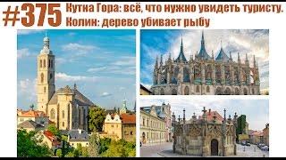 #375 Кутна Гора: всё, что нужно увидеть туристу. Колин: дерево убивает рыбу