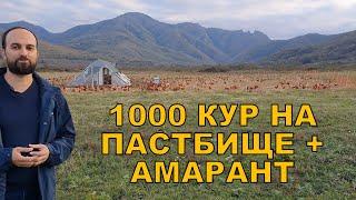 1000 кур на пастбище и амарант октябрь 2023