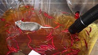 Can Rats SURVIVE a HOT PEPPER POOL?..