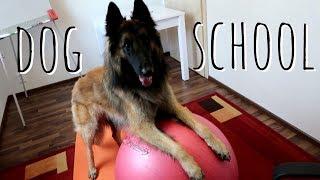 Smart Dog Goes to School | Belgian Shepherd Tervuren