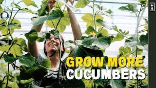 How We Grow Cucumbers Vertically For HUGE Harvests! DIY High Tunnel Trellis