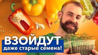 СУМАСШЕДШАЯ ВСХОЖЕСТЬ ЛЮБЫХ СЕМЯН! Простой способ разбудить семена перца и не потратить ни копейки