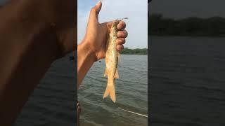 Fish hunting fish catching| river fishing triple hook fishing. #fishing #blogger #gamefish