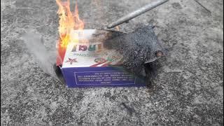 Funny rat fire cracker.funny cracker   fail.