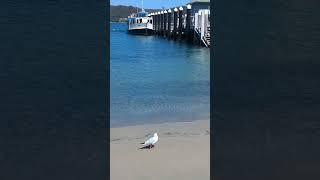 Cool Seagull just chilling and walking the beach