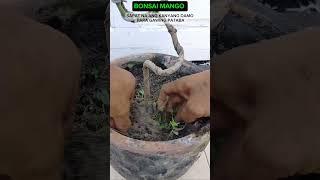 BONSAI MANGO #tutorialsvideo #bonsailovers #gardening #plantslovers