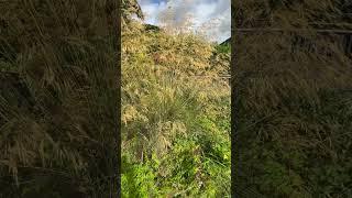 Stipa gigantea - A great pollinator habitat