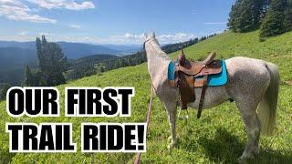 $600 auction HORSE climbs a MOUNTAIN! ️ Trail riding in MONTANA!