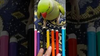 Super Talking Parrot