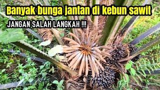 Cara mengatasi banyak bunga jantan dari pada bunga betina di kebun sawit