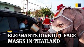 Elephants distribute face masks as Thailand sees Covid-19 surge