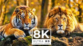 GATHERING OF WILD ANIMALS 8K ULTRA HD 120FPS | with Catchy Cinematic Music (color dynamic)