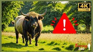 Beware of the Bull! Hiking the Otford Circular