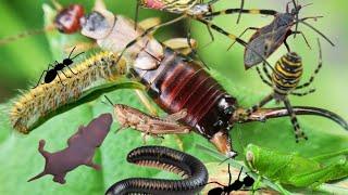 catch, observe and release insects