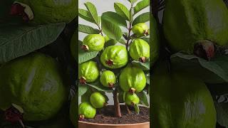 Ready to grow your own guava tree at home, New technique propagate guava tree #guava #gardening