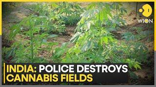 India: Tripura police crackdown against Cannabis, destroys 2 lakh saplings in  Agartala | WION