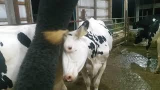 Cow Brush Massage