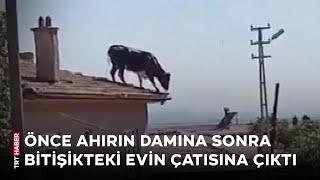 Konya'da kaçan boğa çatıya çıktı