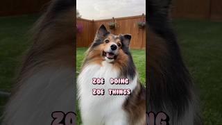 My Dog Zoe and Her “Zoe-isms”  #sheltie #shorts