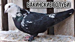 Лет Бакинских голубей