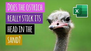 Does the ostrich really stick its head in the sand? (Excel + VBA = Animation)