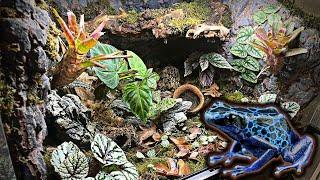 Poison Dart Frog Bioactive Vivarium Tutorial *Azures Tinctorius*