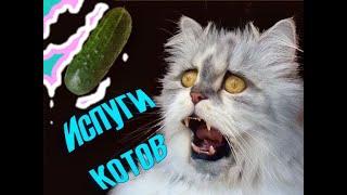 Испуги котов  Смешные коты Приколы с котами Ржака