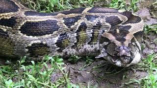 Python devours crocodile alive